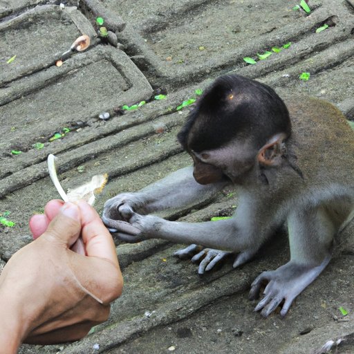 Assessing the Cost of Feeding and Caring for a Monkey