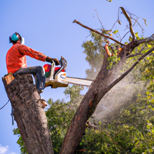 How to Budget for Professional Tree Removal