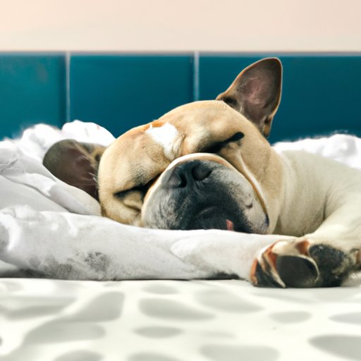 The Financial Implications of Putting Your Dog to Sleep