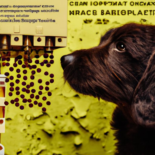 Factors That Can Affect the Cost of Microchipping a Dog