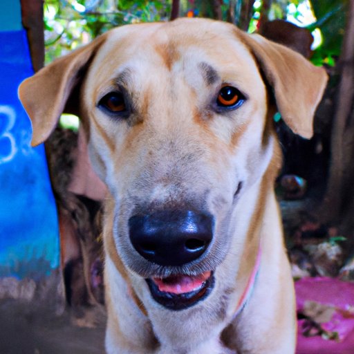 How Much Does it Cost to Get a Dog Spayed? A Guide to Dog Spaying