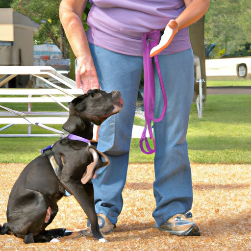 Evaluating the Benefits of Professional Dog Training vs. DIY Methods