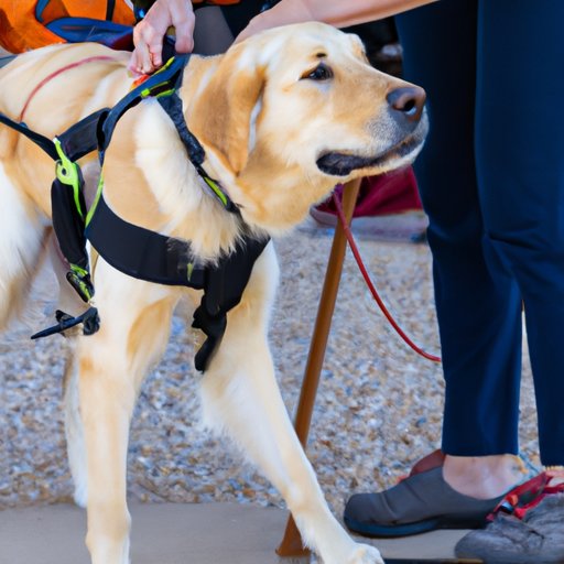 Case Study of Training a Service Dog