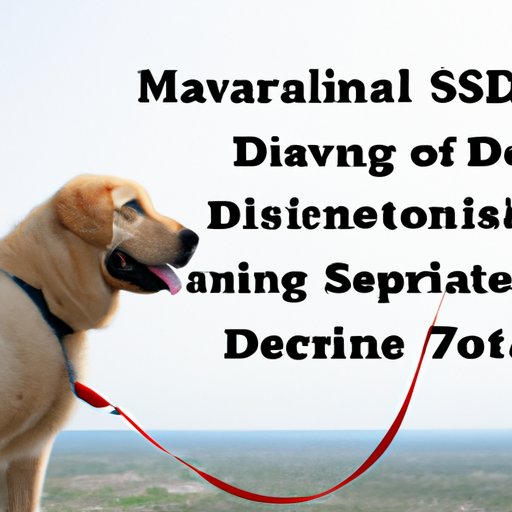 Exploring How the Cost of Service Dog Training is Affected by Geographical Location