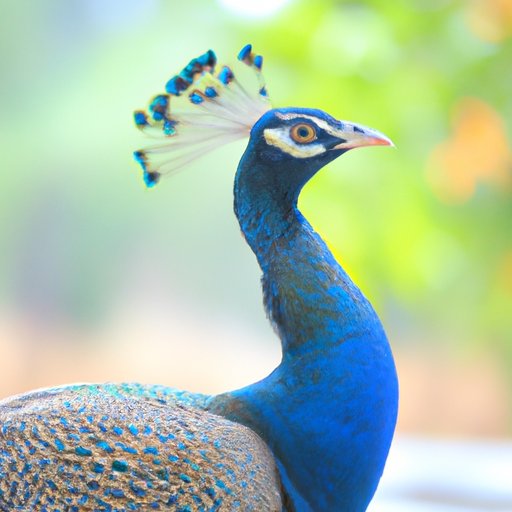 A Comprehensive Guide to the Cost of Peacock Streaming