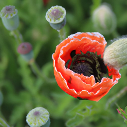 Uncovering Hidden Costs of Poppy Playtime
