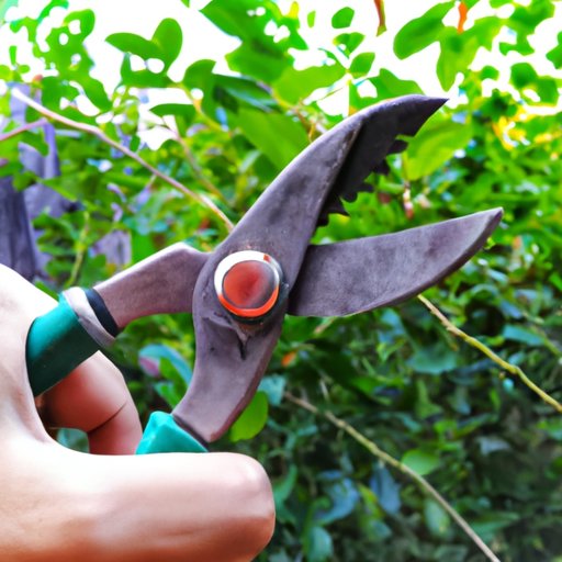 How to Get the Best Value for Your Money When Tree Trimming