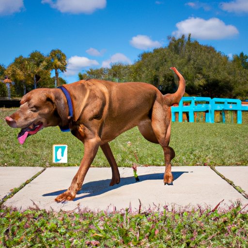 How Much Exercise Do Dogs Need? A Guide to Understanding Your Dog’s