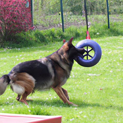 The Role of Playtime in Exercise for German Shepherds