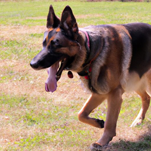 Tips for Keeping Your German Shepherd Active