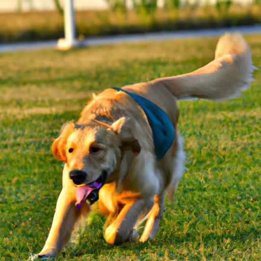 The Benefits of Exercise for Golden Retrievers