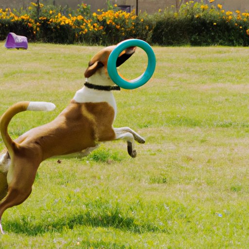 Fun Activities to Keep Your Dog Active and Healthy