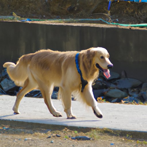 Exercise Needs of a Golden Retriever How Much Exercise Does Your Dog