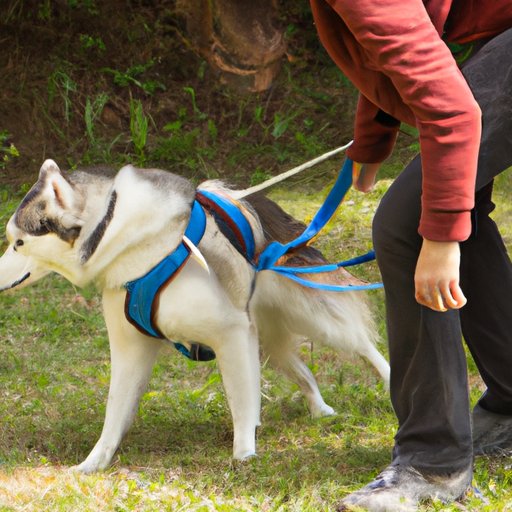 Examining the Exercise Needs of a Husky