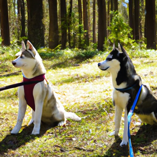 Tips for Getting Your Husky to Exercise Regularly