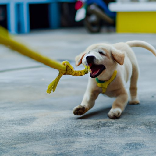 Health Benefits of Exercise for Puppies