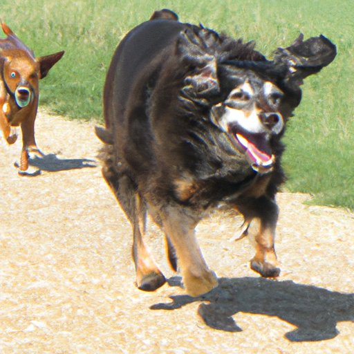 Assessing the Impact of Age on Exercise Needs for Dogs