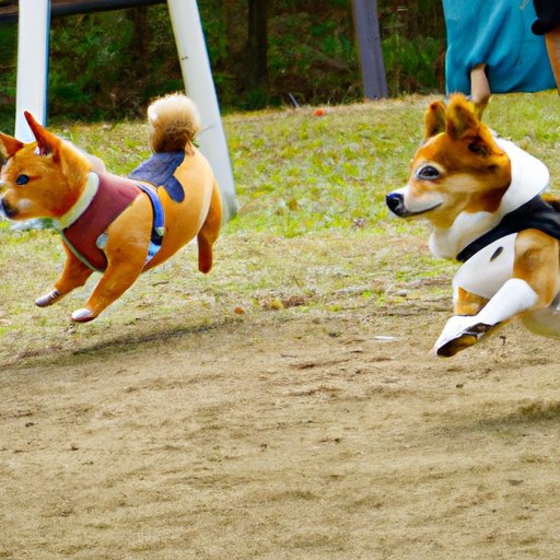 Comparing the Exercise Requirements of Indoor and Outdoor Dogs