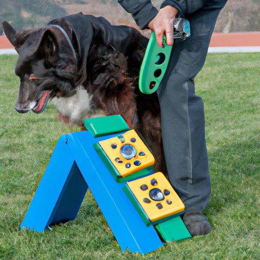 Investigating the Role of Mental Stimulation in Exercise for Dogs