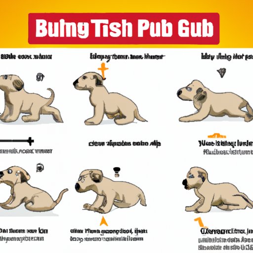 A Guide to Exercise Requirements for Puppies