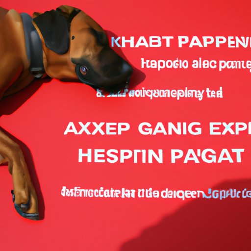 How to Safely Administer Gabapentin to Reduce Dog Anxiety
