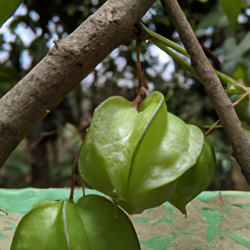 Exploring the Health Benefits of Klombo