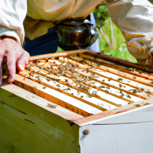 Beekeeping: How to Maximize Honey Production