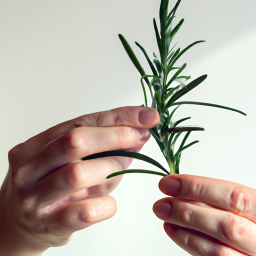 Eating Rosemary: Finding the Right Balance for Optimal Health
