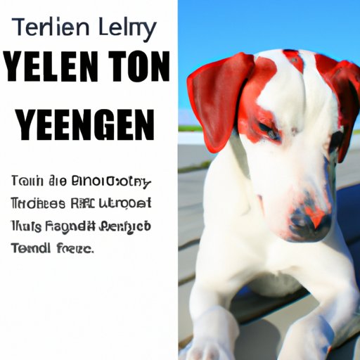 Understanding Tylenol: What Every Dog Owner Needs to Know
