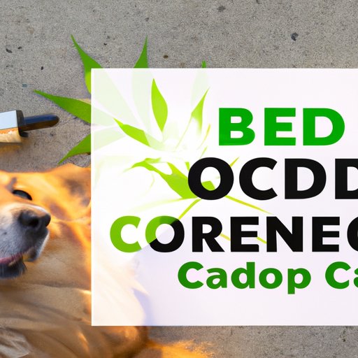 Analyzing the Benefits of CBD Oil for Dogs and How Often it Should be Administered