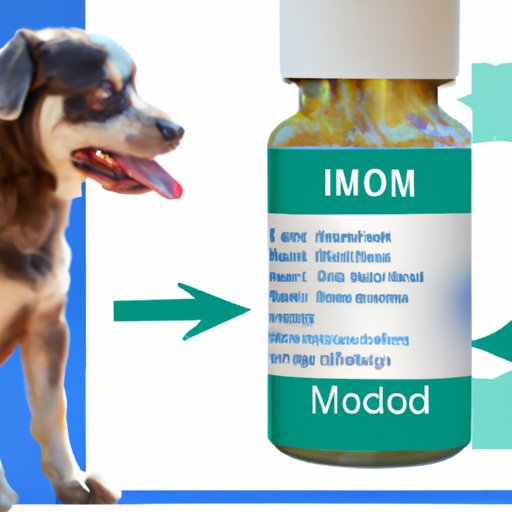 Exploring the Safety and Efficacy of Imodium for Dogs