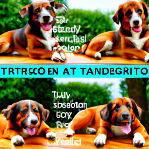 What to Consider Before Giving Your Dog Trazodone