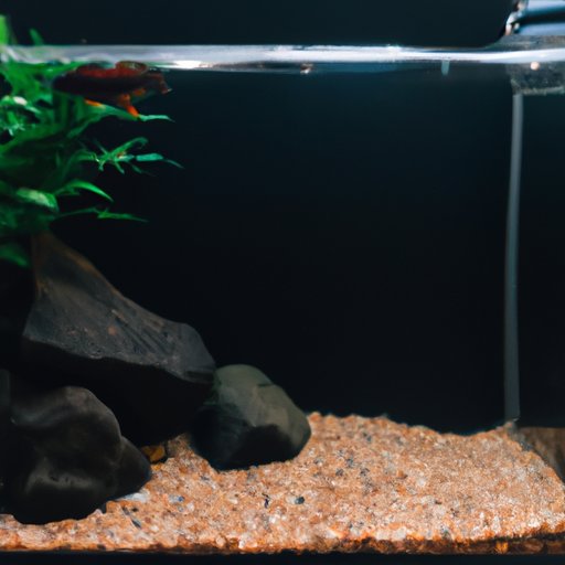 Exploring Proper Feeding Habits for a Healthy Aquarium
