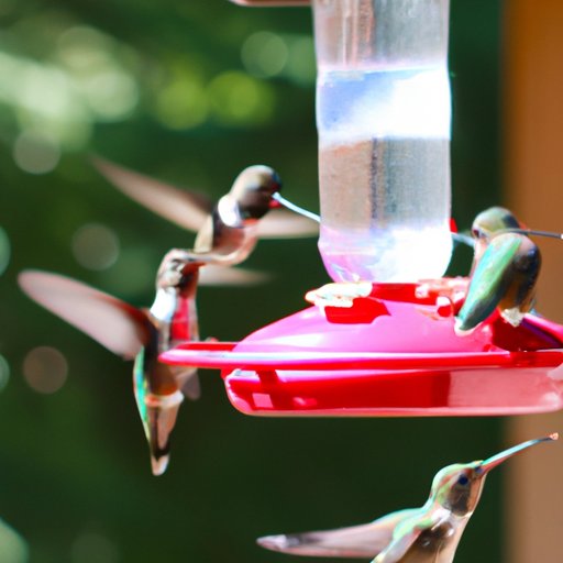 A Comprehensive Guide to Feeding Hummingbirds