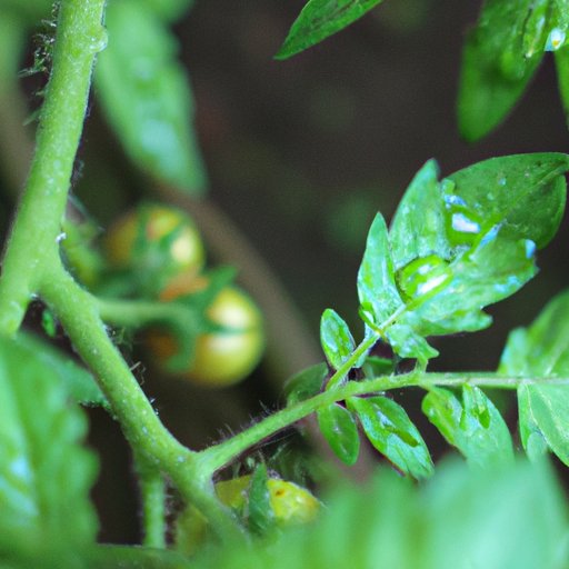 The Benefits of Properly Watered Tomato Plants
