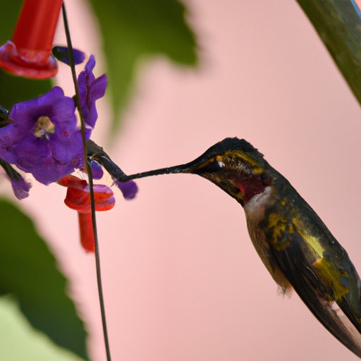 Tips for Providing Nutritious Meals for Hummingbirds