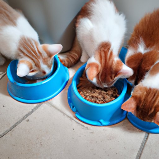 The Pros and Cons of Scheduled Feeding for Your Kitten