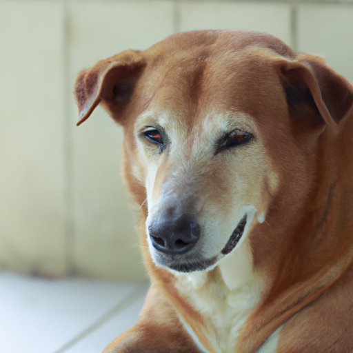 Exploring the Advantages and Disadvantages of Breeding Older Male Dogs