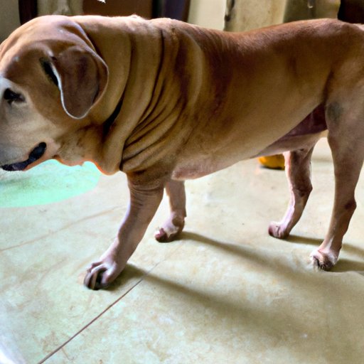 Understanding the Risks of Breeding Older Male Dogs