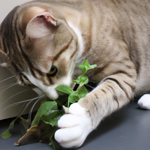 The Science Behind When Cats Can Start Enjoying Catnip