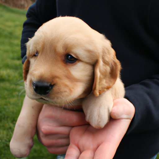 Benefits and Drawbacks of Buying a Puppy at a Young Age