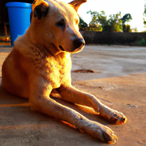 Discussing the Pros and Cons of Breeding Dogs at Different Ages