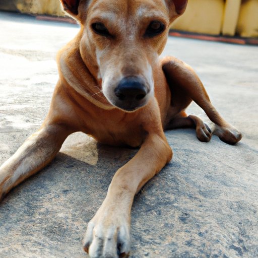 Investigating the Impact of Early Breeding on Puppy Development