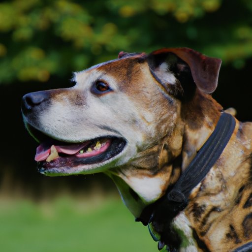 Exploring the Benefits of Waiting Until a Dog Reaches a Certain Age to Breed