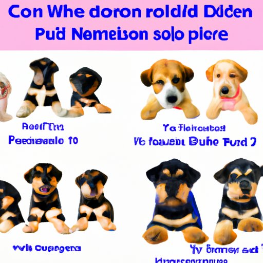 Reviewing the Pros and Cons of Grooming Puppies at Different Ages