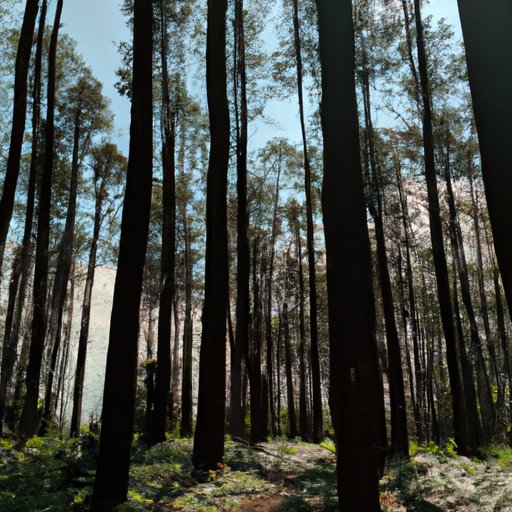 Benefits of Being a Forest Ranger