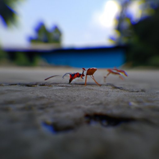 Learn to Think Like an Ant