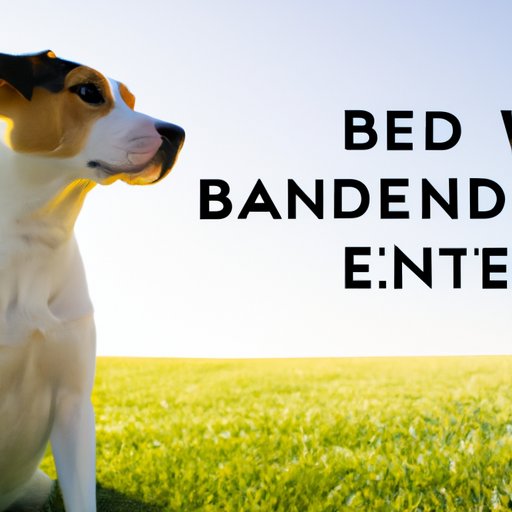 What You Need to Know Before Canceling a Banfield Wellness Plan