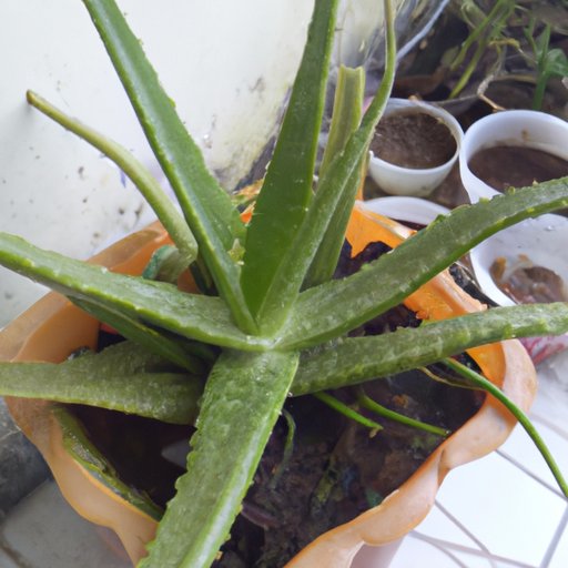 Feed Your Aloe Vera Plant Regularly