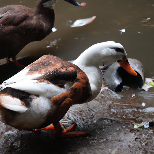 Offer Plenty of Enrichment Activities to Keep Your Duck Stimulated
